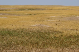 Prairie dog town