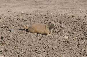 Prairie dog