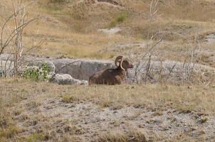 Big horn sheep