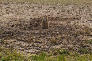 Prairie dog