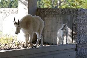 Mountain goat and kid