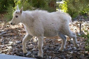 Mountain goat kid