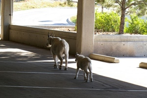 Mountain goat and kid