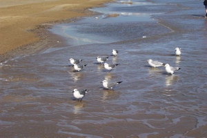 Birds on beach