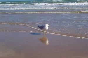 Bird on beach