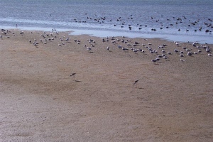 Long-legged walking birds