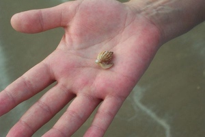 Little conch