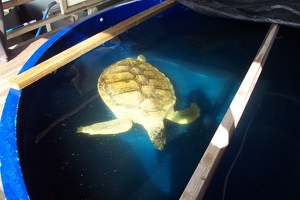 Sea turtle