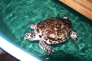 Sea turtle