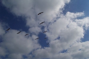 Pelicans flying in formation