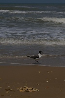 Laughing gull on beach