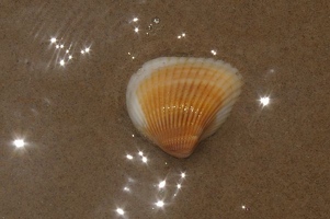 Shell in sparkling water