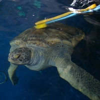 Turtle getting brushed