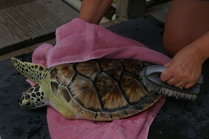 Turtle getting brushed