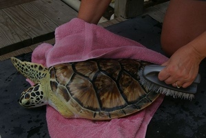 Turtle getting brushed