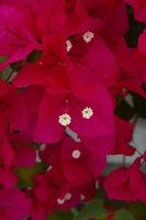 Bougainvillea