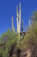 Saguaro