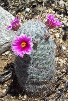 Cactus flower