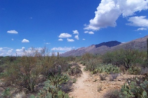 Sabino Canyon path