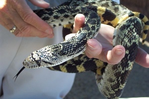 Gopher snake