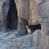 Mountain Lion