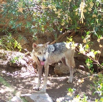 Mexican Gray Wolf