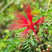 Flower with bee