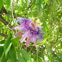 Purple flower