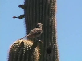 Video: Cactus Wren