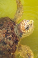 Sea turtle