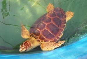 Sea turtle