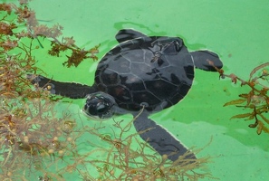 Baby green sea turtle