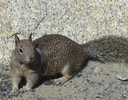 Squirrel