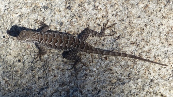 Lizard