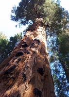 Trunk showing small burn scars