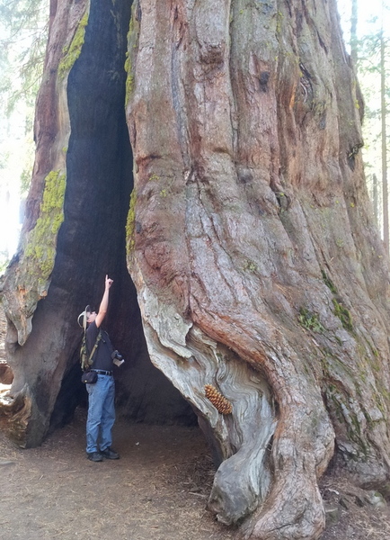 Kevin looking up the Telescope tree