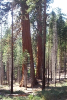 Clothespin Tree