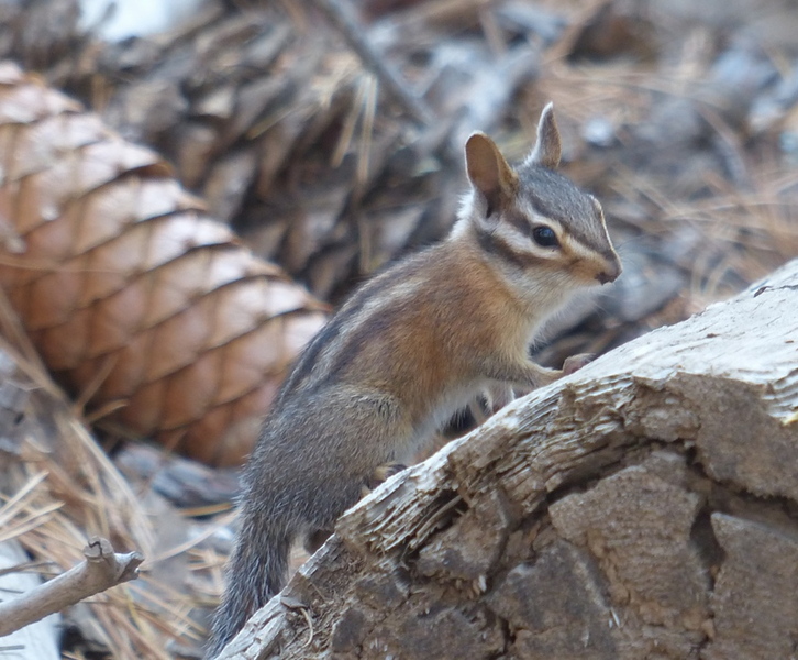 Little chipmunk