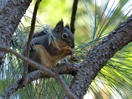 Adorable squirrel