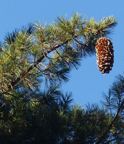 Sugar pine cone