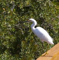 Egret