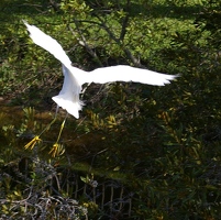 Egret in flight