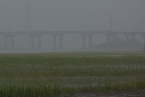 Rainy wildlife preserve