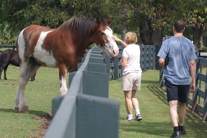 Big horse