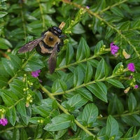 Bees like the purple flowers