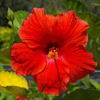 Hibiscus