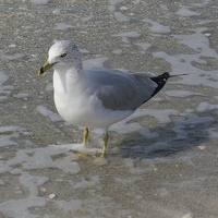 Ring-billed gull