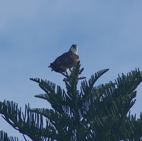 Osprey