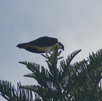 Osprey