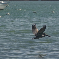 Pelican